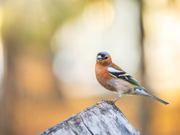 istock Common chaffinch, Fringilla coelebs, sits on a tree. Common chaffinch in wildlife. 1663914582