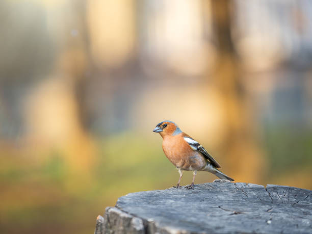istock Common chaffinch, Fringilla coelebs, sits on a tree. Common chaffinch in wildlife. 1663914583
