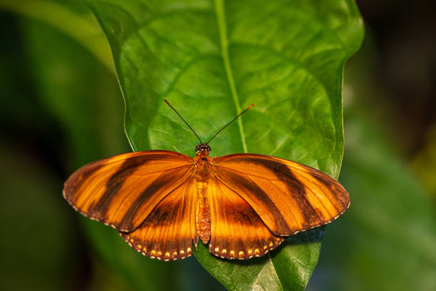 istock Dryadula phaetusa butterfly on the plant leaf 1663928521