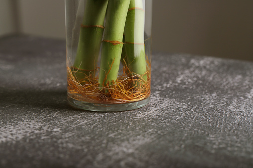 detail of bamboo plant root