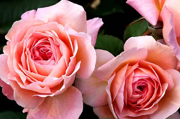 Pink roses in garden