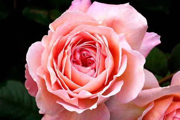 pink rose in garden