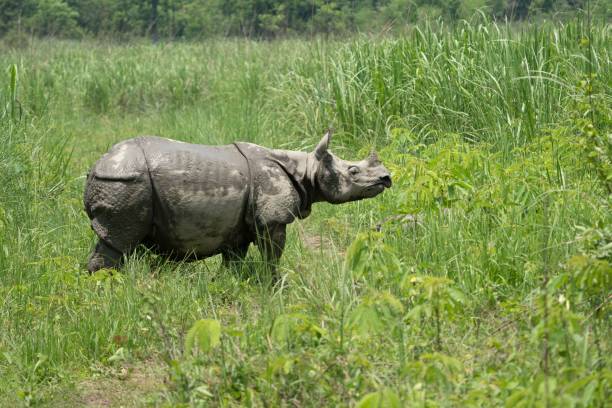 duże dzikie nosorożce pasące się na trawie i roślinności w swoim naturalnym środowisku - rhinoceros savannah outdoors animals in the wild zdjęcia i obrazy z banku zdjęć