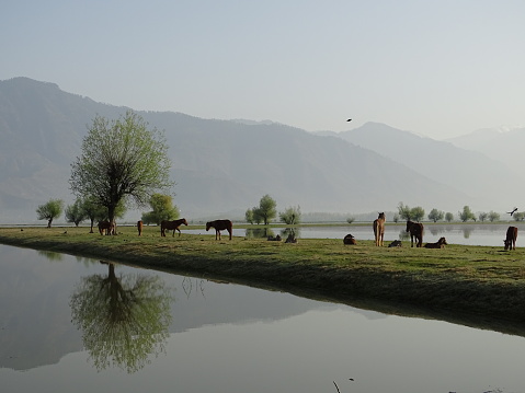 Horses grazing by a canal on Wular Lake