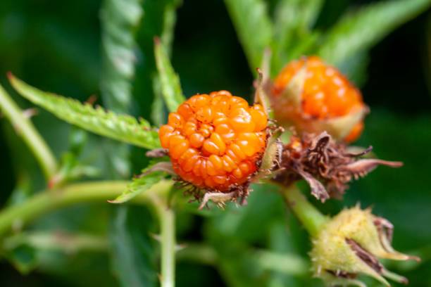 istock Fruits of the raspberry Rubus xanthocarpus 1663969585