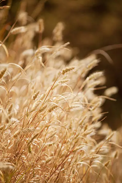 Close up detail of stalks of Dry Grass backlit by the sun