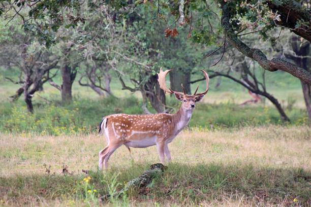 istock European fallow deer (Dama dama) with impressive antlers in a lush grassy meadow 1663978543
