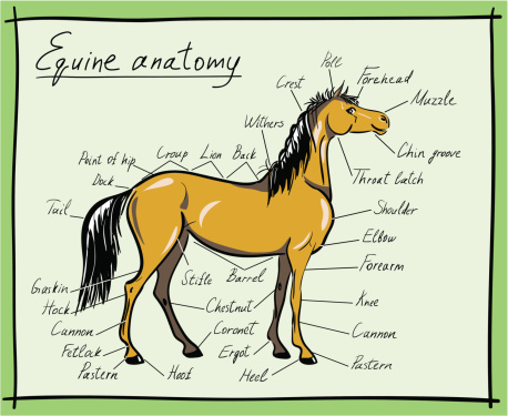 Parts of horse
