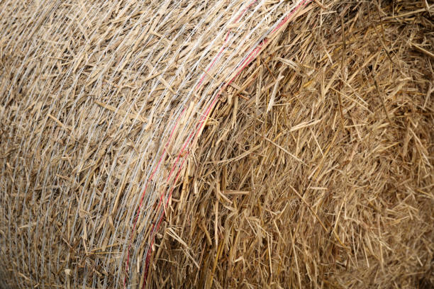 istock Close up of a round straw bale 1663991924