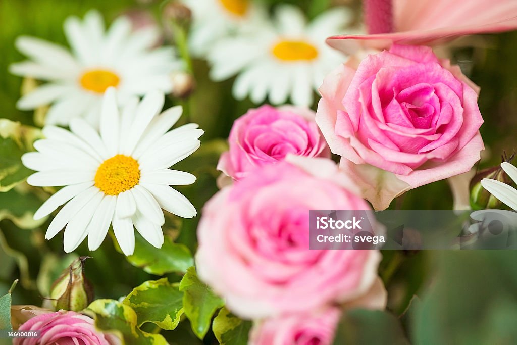 Lindo buquê de rosas cor de rosa e margaridas - Foto de stock de Beleza natural - Natureza royalty-free