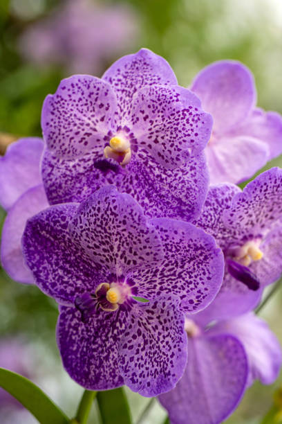 istock Vanda coerulea, blue orchid in the summer garden 1664010976