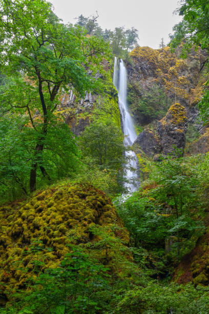 istock Starvation Creek Falls in Oregon 1664010985
