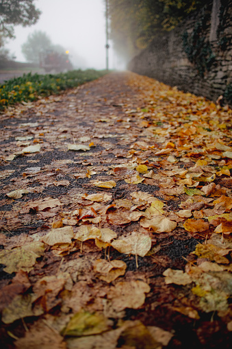 Well trodden pathway carpeted with a mulch of  autumn/fall leaves