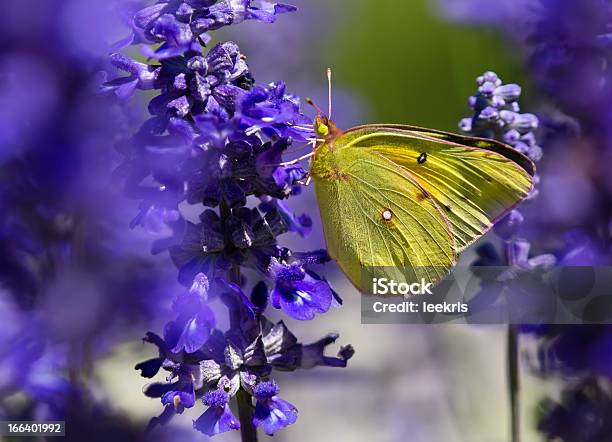 Orange Sulphur Butterfly On Salvia Stock Photo - Download Image Now