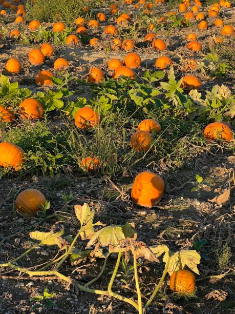 istock Pumpkin patch field in autumn sunset light on agricultural field 1664038863