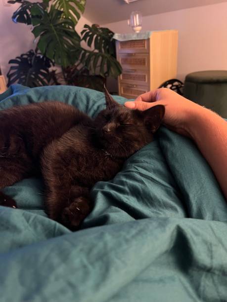 Hand petting black cat lying on lap cuddling and sleeping in the evening