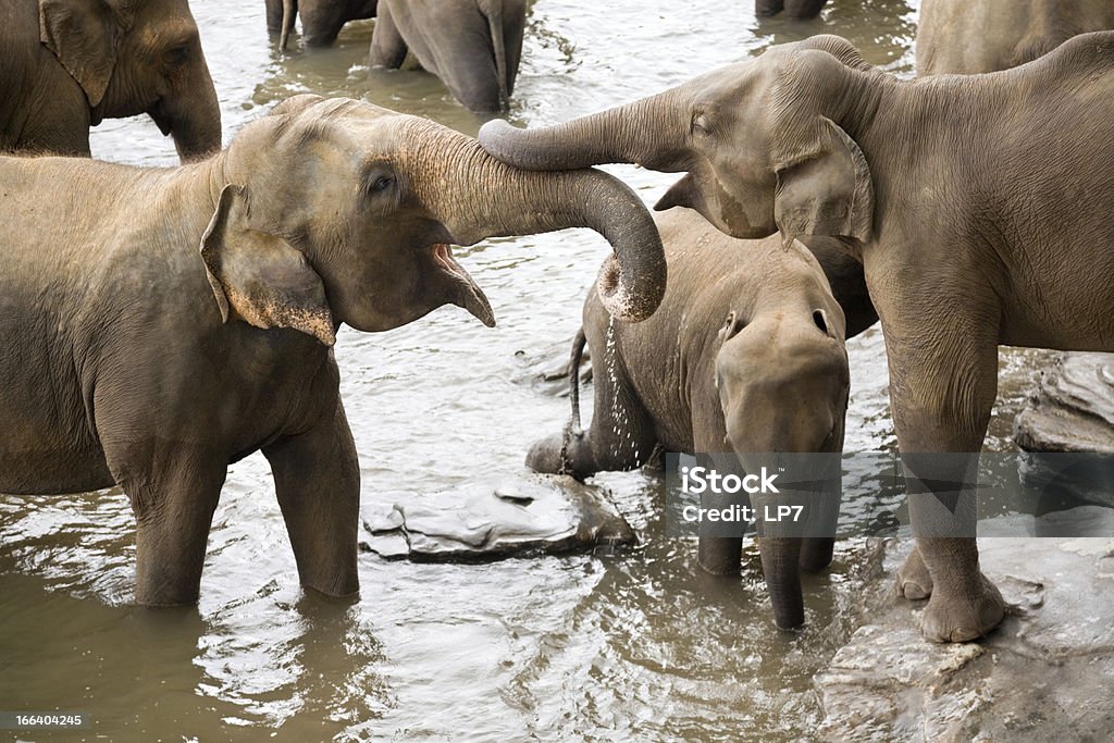 Слонах в реку - Стоковые фото Слон - Толстокожие животные роялти-фри