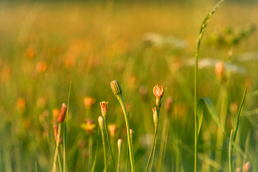 Color dark meadow with sunset color view of summer nice sun