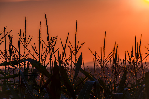 Color dark hot corn field with sunset color view of summer sun in Krkonose mountains