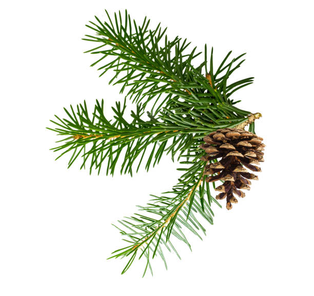 istock Spruce branch with pinecones  isolated on white background with clipping path 1664047269