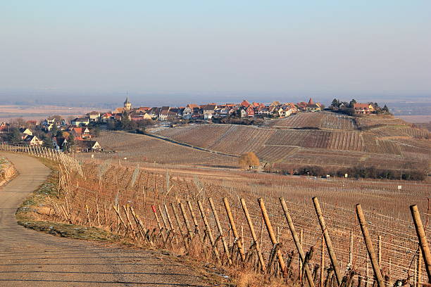 istock The vineyard of Alsace 166404759