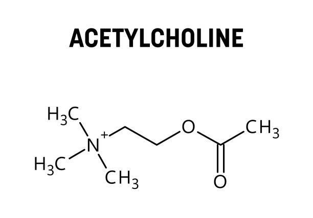 illustrazioni stock, clip art, cartoni animati e icone di tendenza di formula strutturale dell'acetilcolina della struttura molecolare - acetylcholine