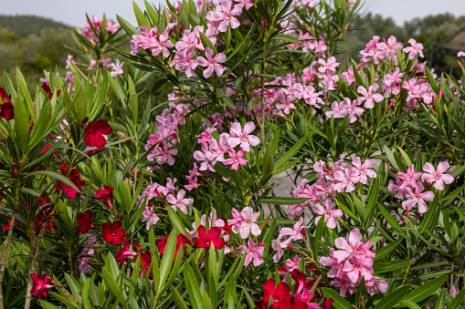 Beautiful small Oleander flowers. a poisonous evergreen  shrub that is widely grown in warm countries for its clusters of white, pink, or red flowers.