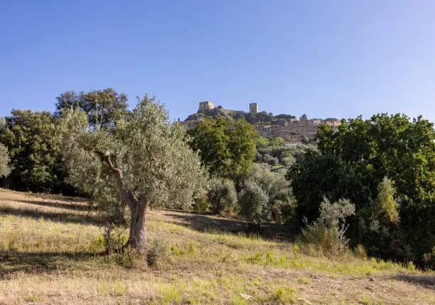 Photo of Old olive groves on a hillside in Montemassi. Italy