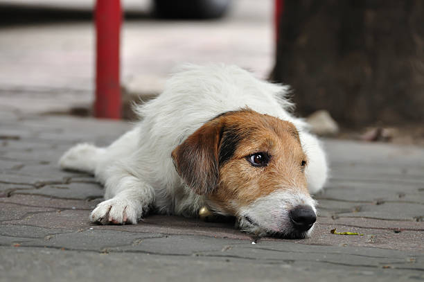 Lonely dog laying on the pavement.