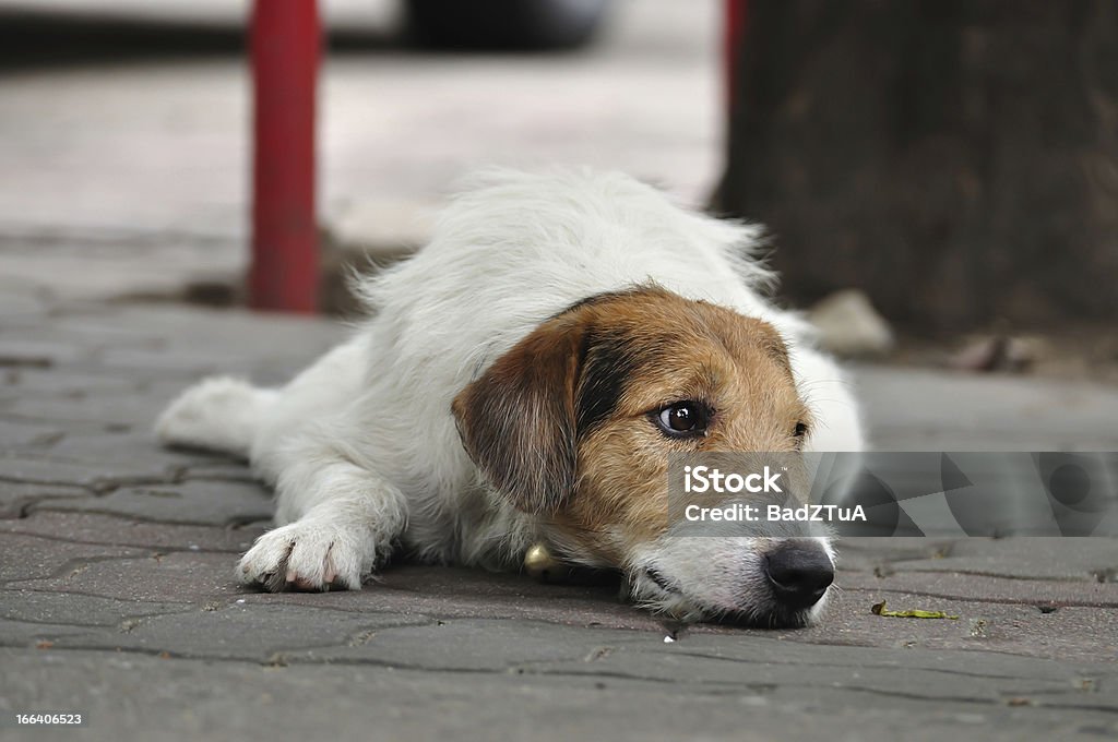 Lonely dog laying on the pavement. Animal Stock Photo