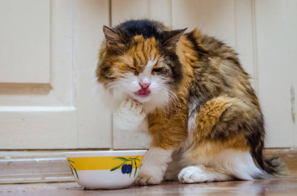 istock Funny cat in the kitchen drinking water with its paw 1664065898