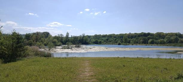 istock A calm lake with a dense forest and a blue sky with scattered white cumulus clouds 1664067505