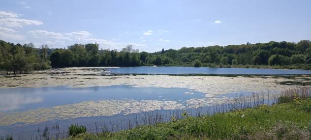istock A calm lake with a dense forest and a blue sky with scattered white cumulus clouds 1664068664