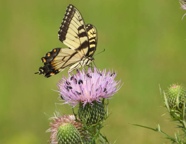 istock Eastern Tiger Swallowtail Butterfly (Papilio glaucus) 1664071425