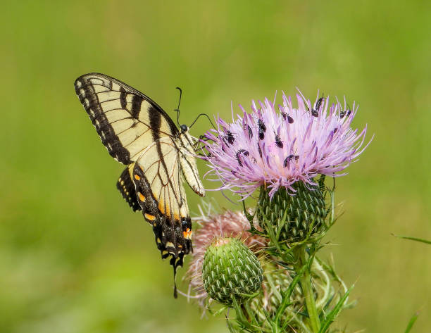 istock Eastern Tiger Swallowtail Butterfly (Papilio glaucus) 1664071957