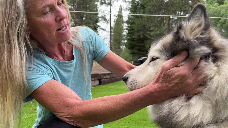 Portrait of a woman grooming her Malamute dog