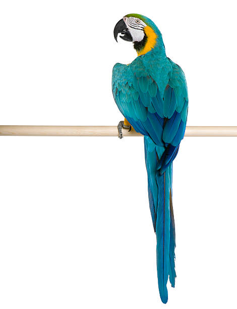 istock Rear view of Young Blue-and-yellow Macaw perching. 166407812
