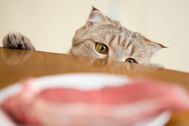 istock Cat trying to steal food from kitchen table 166407896