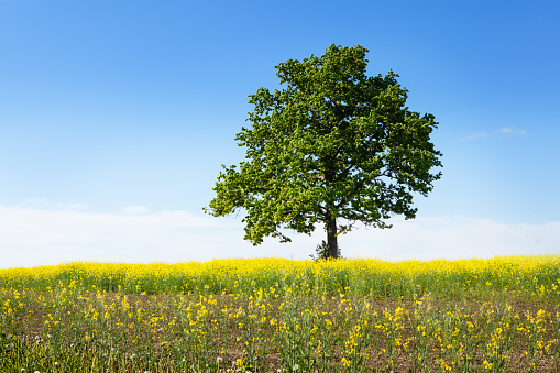 Summer landscape of farmland. Lonely tree, oak, in the middle of a rapeseed field during flowering, yellow rapeseed, against a clear blue sky.