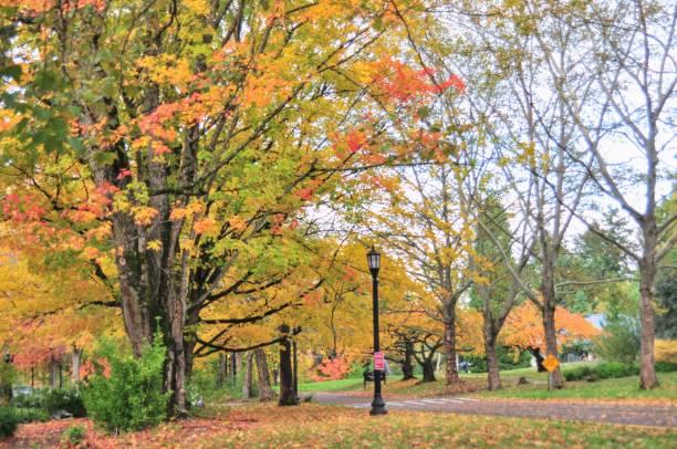 istock Street with Autumn trees 1664087168
