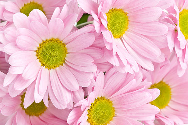 istock Background of beautiful bright pink flowers 166408942