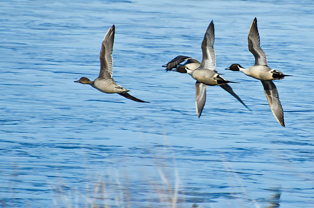 istock Northern Pintails Flying Over Blue Water 166409701