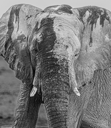 Elephant portrait in Namibia, Africa