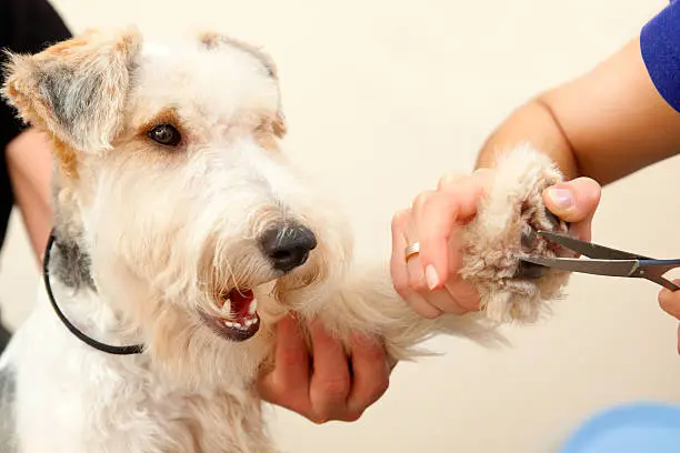 Hairdresser mows coat fox terrier on the paw in salon