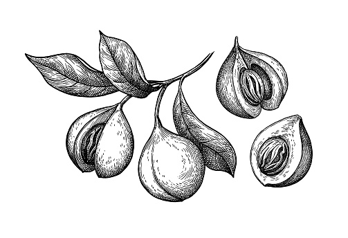 Nutmeg fruits. Myristica tree branch. Ink sketch isolated on white background. Hand drawn vector illustration. Vintage style.