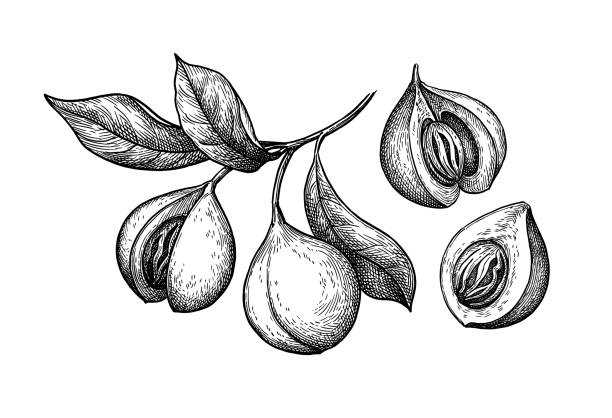 Nutmeg branch and fruits ink sketch. Nutmeg fruits. Myristica tree branch. Ink sketch isolated on white background. Hand drawn vector illustration. Vintage style. mace spice stock illustrations