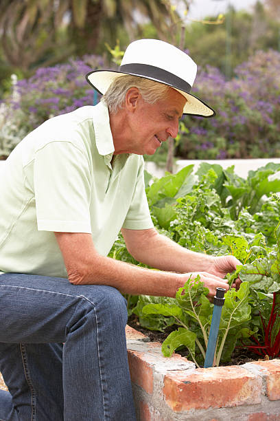 istock Senior Man Working In Vegetable Garden 166410304