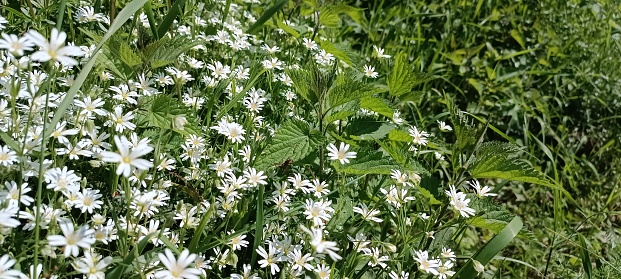 Blooming daisies (Bellis perennis) in a meadow