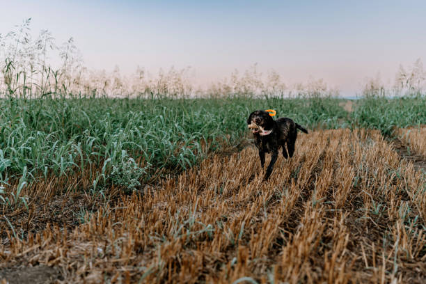 A shorthaired pointer dog running through a field with a catch in his mouth.