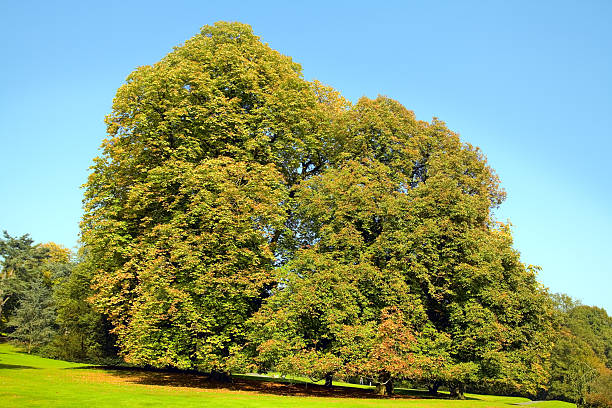 istock European chestnut in autumn 166410647